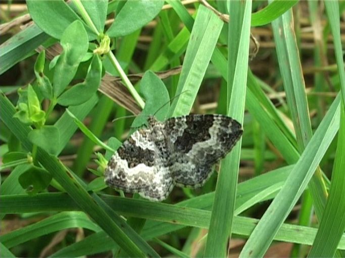 Graubinden-Labkrautspanner ( Epirrhoe alternata ) : Am Niederrhein, Biotop, 19.08.2007